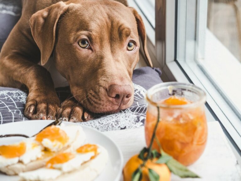 Can Dogs Eat Oranges and Tangerines?