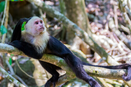 Capuchin monkey resting on a branch.