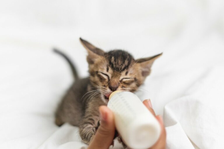 How to Feed a Newborn Cat
