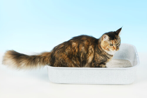 What If Your Cat Sleeps in the Litter Box?