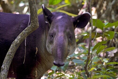 Baird's tapir or Central American tapir looking at the camera.