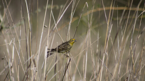5 Tiere, die im Grasland leben