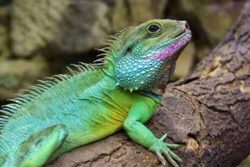 Chinese Water Dragon: Breeding and Care