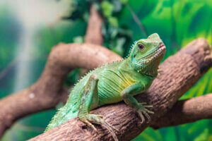 A Chinese water dragon on a branch.