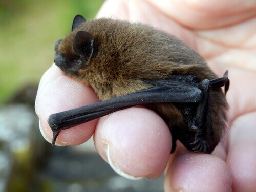 Common bat in human hand.