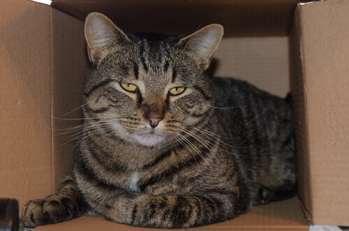 Cat in a box.