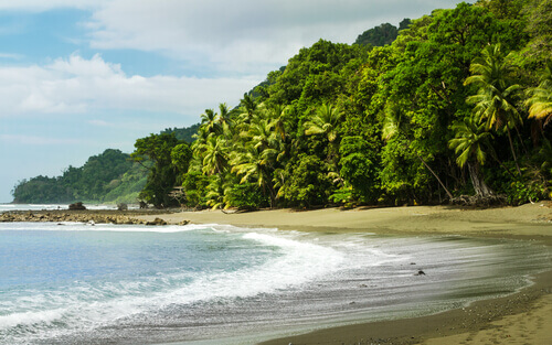 Get to Know the Fauna of Corcovado National Park (Costa Rica)