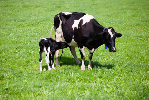 A cow and a calf in the field.