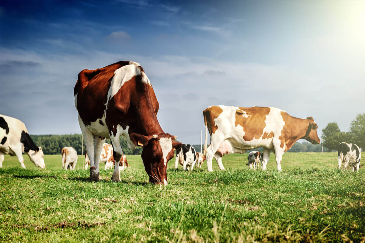 A few cows grazing in a field.