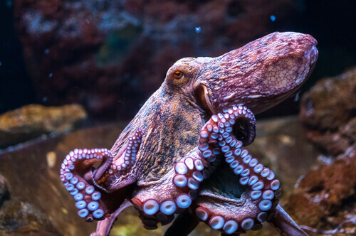 Some Curiosities About the Octopus