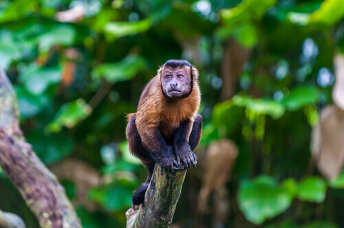 Black-capped capuchin monkey on a branch.