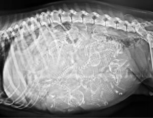 Cyclops: The One-Eyed Dog With 2 Tongues