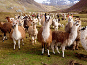 The Differences Between Llamas and Alpacas