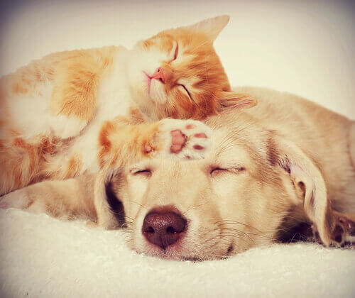 A dog and a cat sleeping peacefully.
