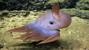 The Dumbo Octopus, Curious but Little Known