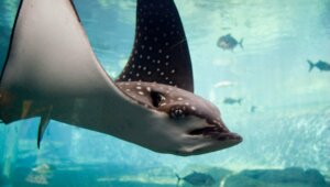 Eagle Shark: A 93 Million Year Old Fossil