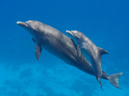 A dolphin swimming with her baby.