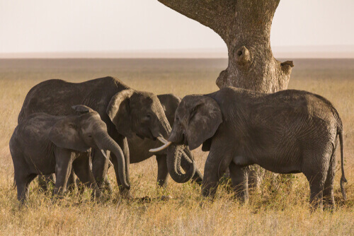 Elephant Graveyards: Myth or Reality?