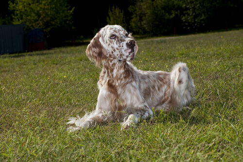 English Setter: Character.