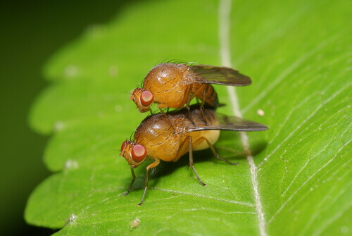 Two fruit fiels on a leaf.