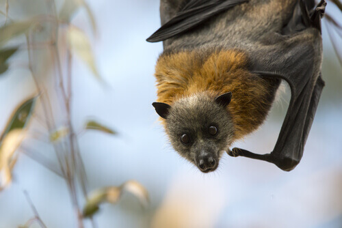 Giant golden-crowned flying fox hanging upside down.