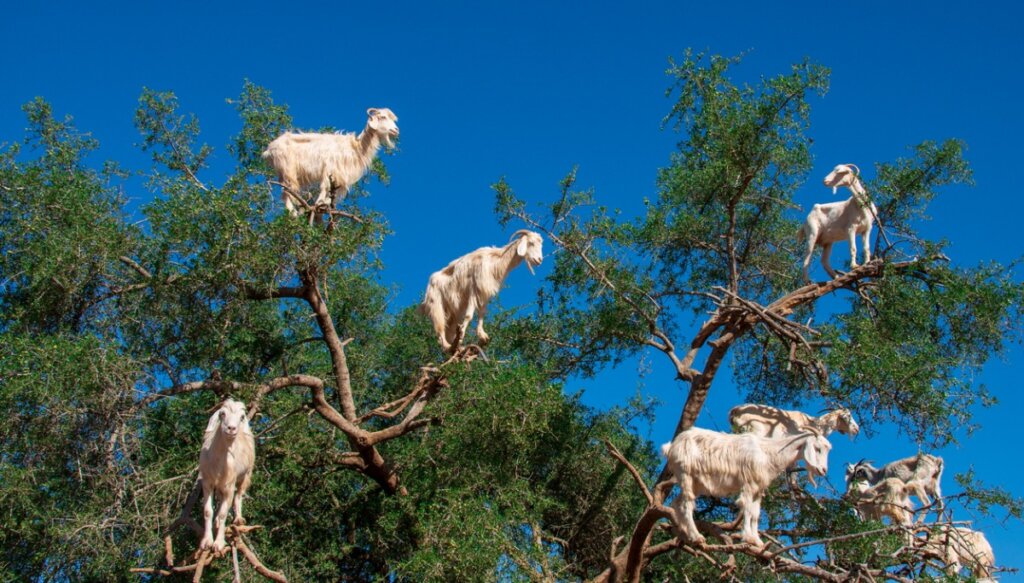Why Do Goats Climb Trees in Morocco?