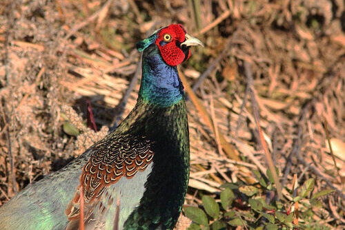 Green pheasant: national bird of Japan.