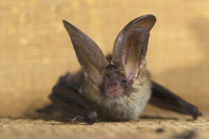 Another of the 5 bat species: the grey long-eared bat.