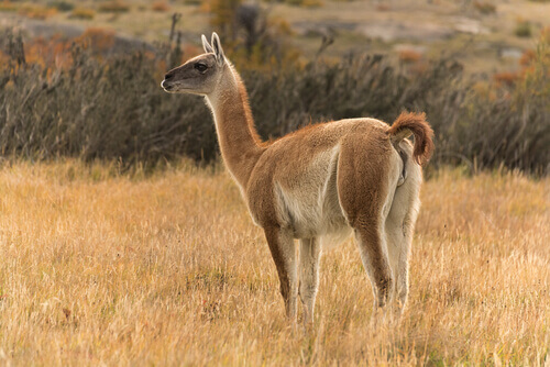 Guanaco.