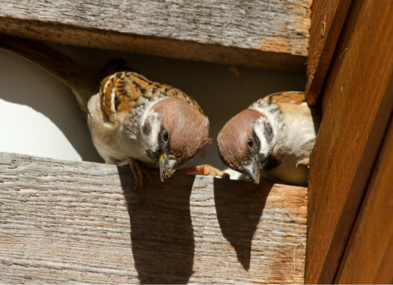 How to scare away birds?