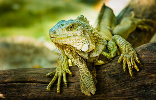 How to adopt an exotic animal: an iguana in a tree.