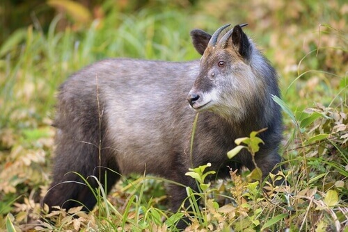 Japanese serow is one of the famous 5 animals of Japan.