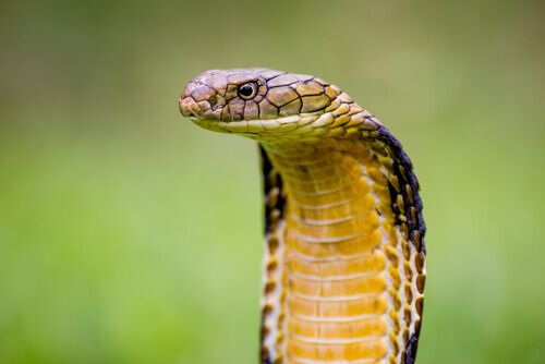 A king cobra with flared hood.