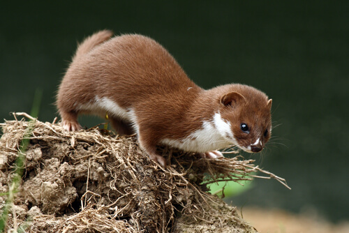 Discover 5 Weasel Species