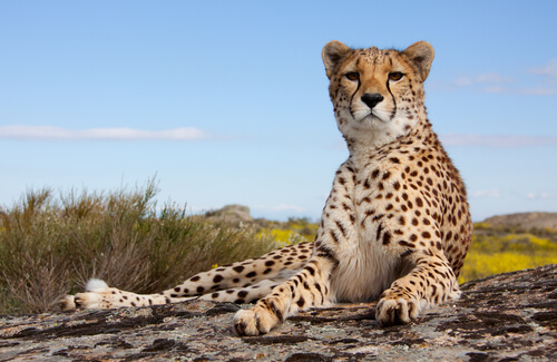 A leopart lying on a rock, looking attentive.