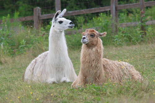 Two llamas in a field.