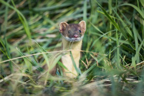 The long-tailed weasel.
