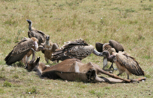 Vultures feasting on a carcass.