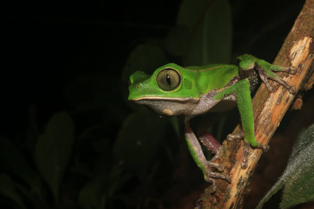 Monkey Frogs: Habitat and Characteristics