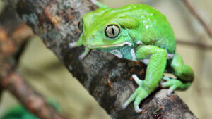 Monkey frog ready to jump.