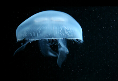 Blue animals: a gliding moon jellyfish.