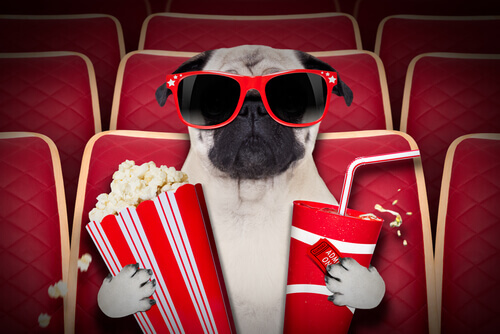 Dog-Friendly Movie Theaters