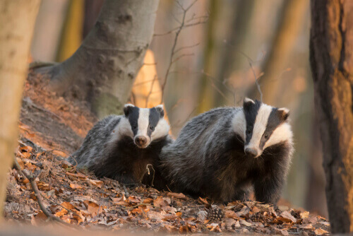 Two badgers in a forest.