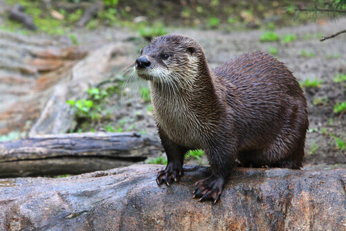 An otter on a riverbank.