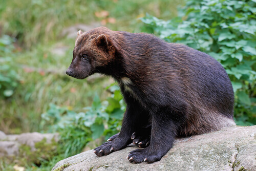 Mustelids: a wolverine on a rock.