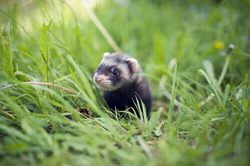 What Are Mustelids?