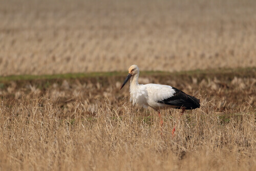The oriental stork is another of the best known animals of Japan.