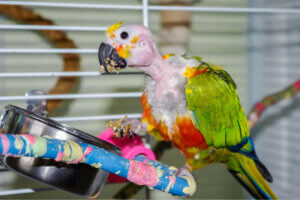 Parrots are animals that can suffer from depression.