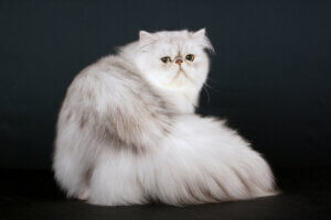 A Persian cat looking at the camera.
