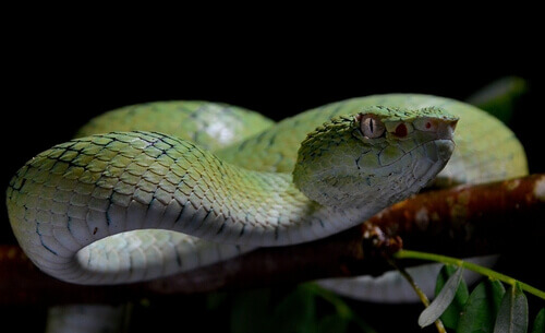 The 5 Most Venomous Snakes